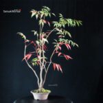 Rhus Succedanea - immagine 3