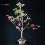 Rhus Succedanea - immagine 4