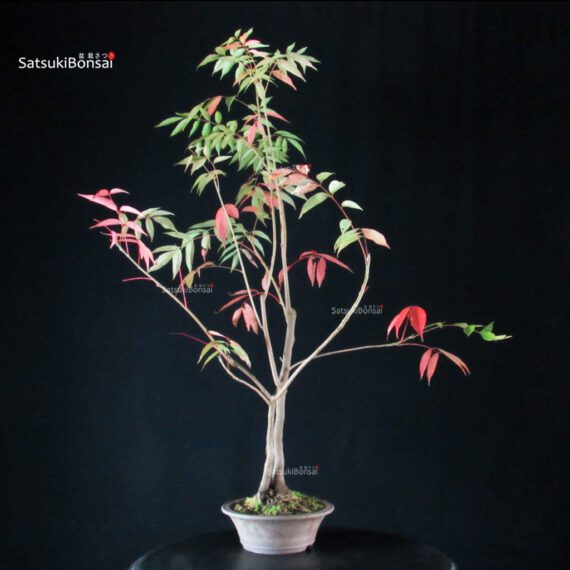 Rhus Succedanea - immagine 4