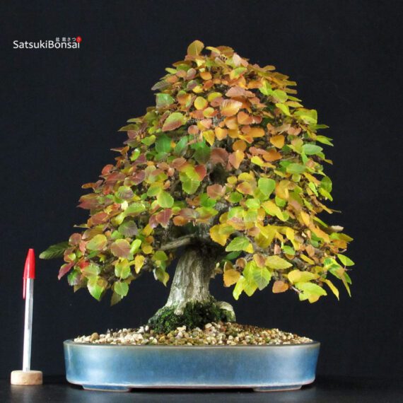 CV-25051_1-Carpinus-Koreana Carpinus Coreana - immagine 1