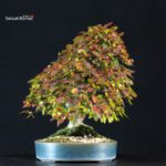 Carpinus Coreana - immagine 2