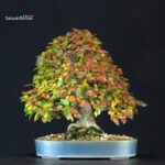 Carpinus Coreana - immagine 3