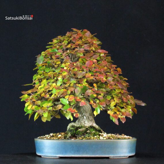 CV-25051_3-Carpinus-Koreana Carpinus Coreana - immagine 3