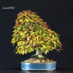 Carpinus Coreana - immagine 4