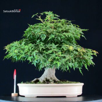 Acer Palmatum Yamamomiji