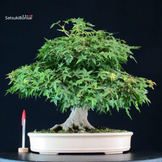 Acer Palmatum Yamamomiji - immagine 5