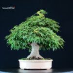 Acer Palmatum Yamamomiji - immagine 6