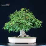 Acer Palmatum Yamamomiji - immagine 7