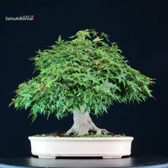 Acer Palmatum Yamamomiji - immagine 7