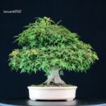 Acer Palmatum Yamamomiji - immagine 8