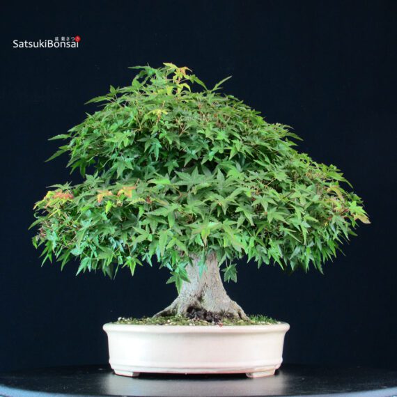 Acer Palmatum Yamamomiji - immagine 8