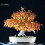 Acer Palmatum Yamamomiji