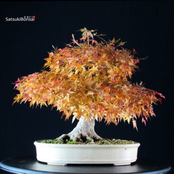 Acer Palmatum Yamamomiji