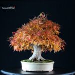 Acer Palmatum Yamamomiji - immagine 2