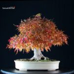 Acer Palmatum Yamamomiji - immagine 3