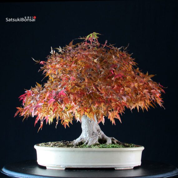 Acer Palmatum Yamamomiji - immagine 3