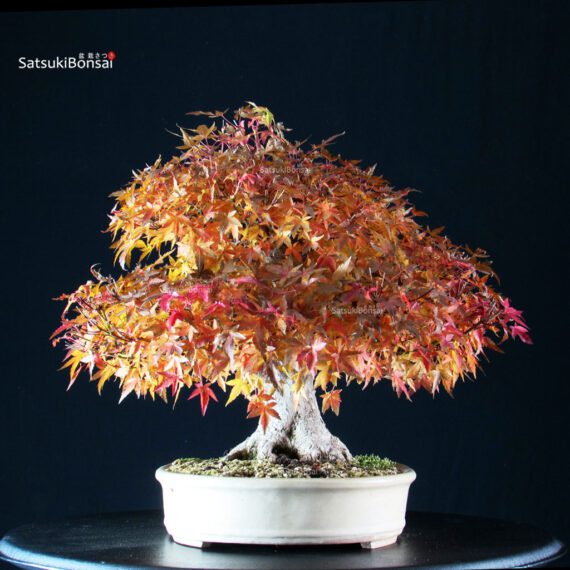 Acer Palmatum Yamamomiji - immagine 4