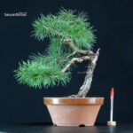 Pino Silvestre - Pinus Sylvestris