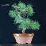 Pino Silvestre - Pinus Sylvestris - immagine 2