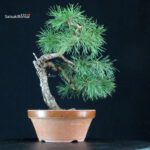 Pino Silvestre - Pinus Sylvestris - immagine 3