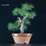 Pino Silvestre - Pinus Sylvestris - immagine 4