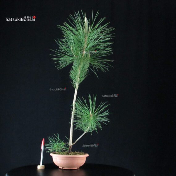 Pinus Thunbergii - immagine 1