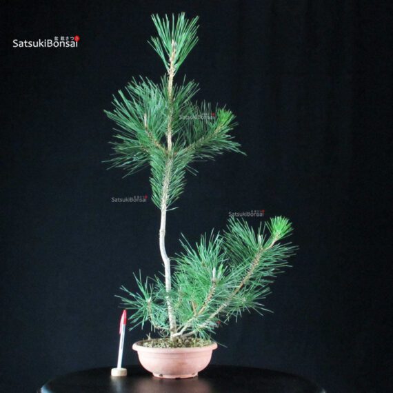 CV-25059_1-Pinus-thunbergii Pinus Thunbergii - immagine 1