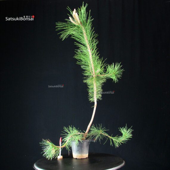 CV-25061_1-Pinus-thunbergii Pinus Thunbergii - immagine 1