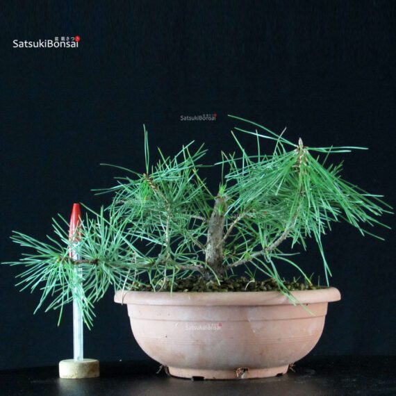 Pinus Thunbergii - immagine 1