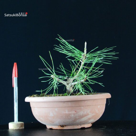 Pinus Thunbergii - immagine 1