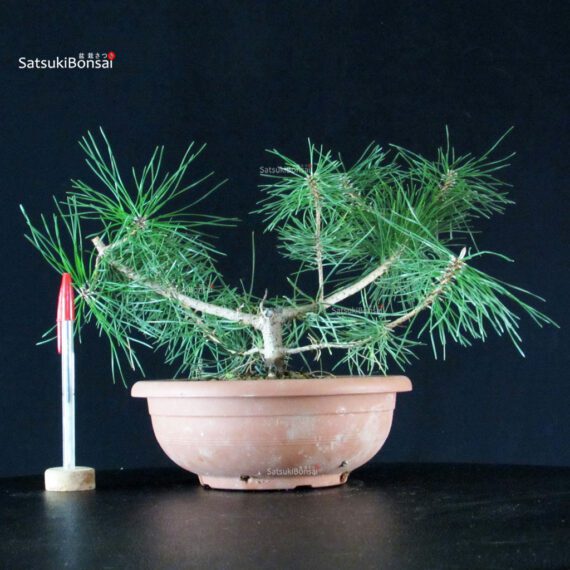 CV-25064_1-Pinus-thunbergii Pinus Thunbergii - immagine 1