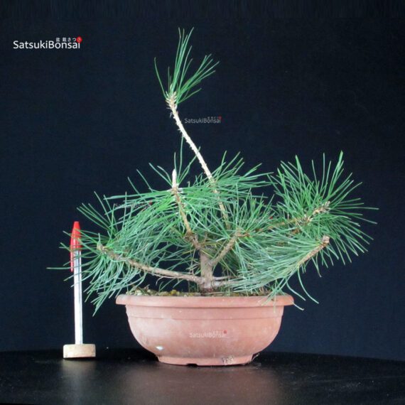 CV-25065_1-Pinus-thunbergii Pinus Thunbergii - immagine 1