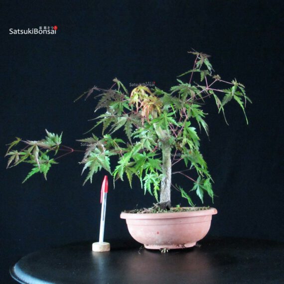 CV-25066_1-Acer-palmatum-Arakawa Acer palmatum Arakawa - immagine 1