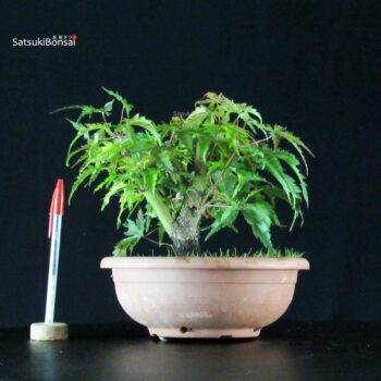 Acer palmatum Arakawa