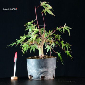 Acer palmatum Arakawa