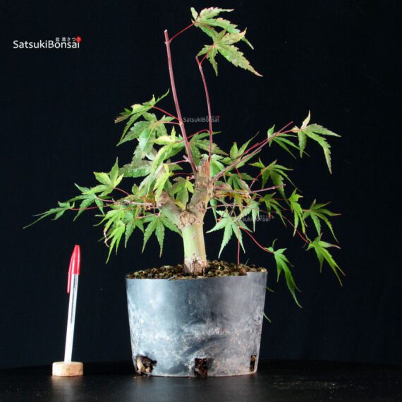 CV-25068_1-Acer-palmatum-Arakawa Acer palmatum Arakawa - immagine 1