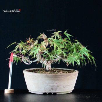 Acer palmatum Arakawa