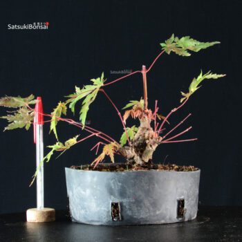 Acer palmatum Arakawa