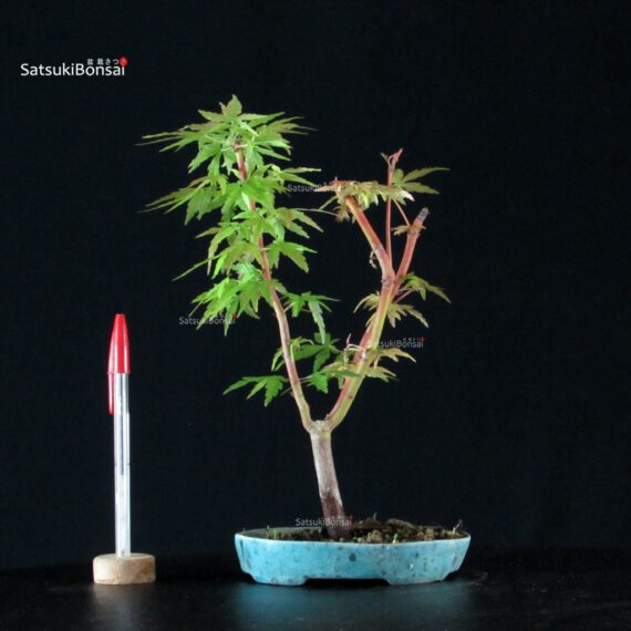 CV-25072_1-Acer-palmatum Acer palmatum - immagine 1