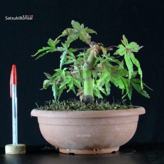 CV-25074_1-Acer-palmatum Acer palmatum - immagine 1