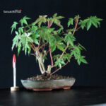 Acer palmatum