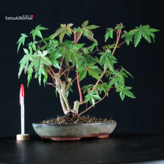 Acer palmatum - immagine 1