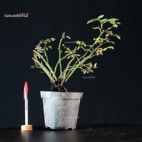 Rosa spp. - immagine 1