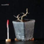 Crataegus - Biancospino