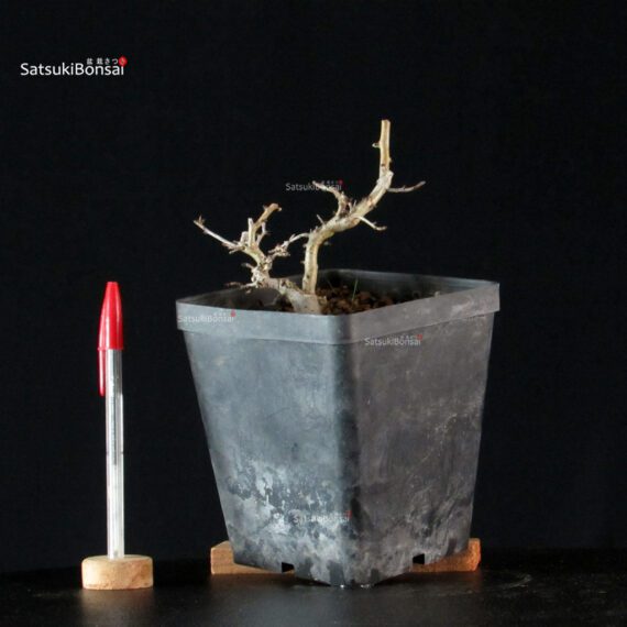 Crataegus - Biancospino - immagine 1