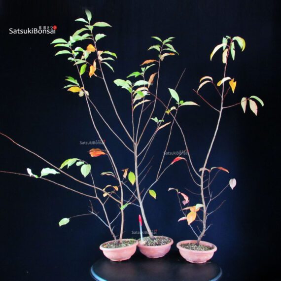 CV-25078_1-Prunus-Serotina Prunus Serotina - immagine 1