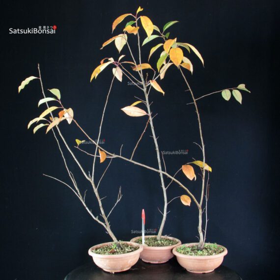 Prunus Serotina - immagine 1