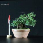 Taxus Cuspidata - Tasso