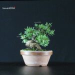 Taxus Cuspidata - Tasso - immagine 2