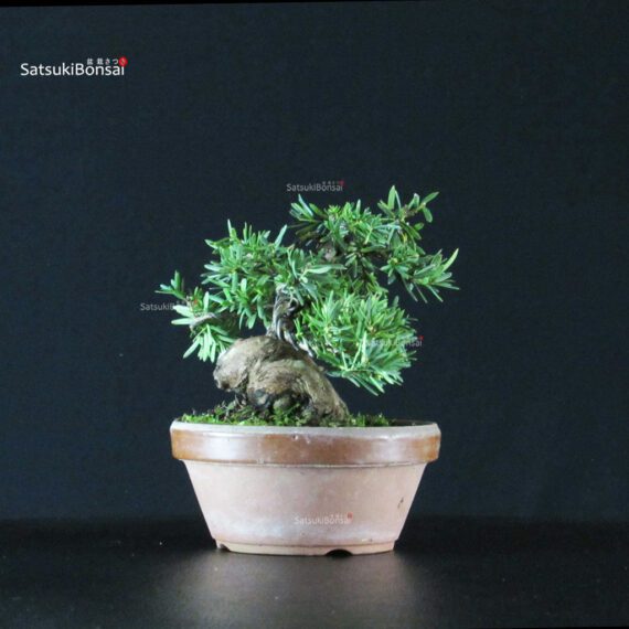 Taxus Cuspidata - Tasso - immagine 2